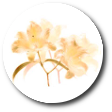 Snell, Gladys R.